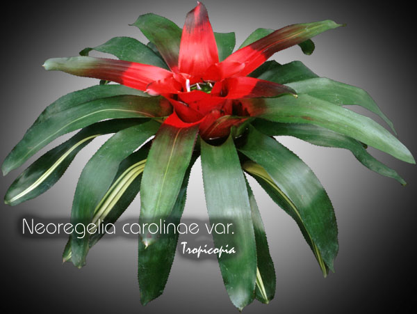 Bromeliad - Neoregelia carolinae var. - 